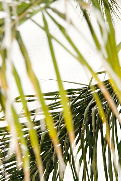 Fototapeta palm tree leaf