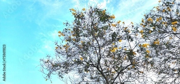 Obraz tree top view sky and cloud for background, and yellow flower, Yellow trumpetbush