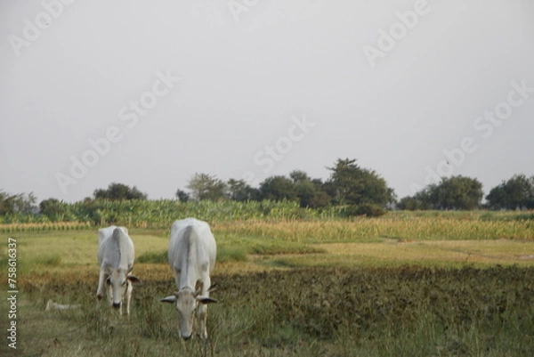 Fototapeta cows in a field