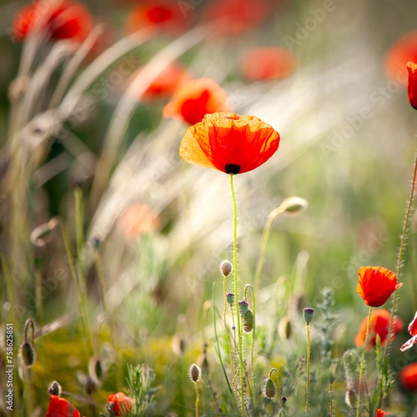Obraz Red poppies