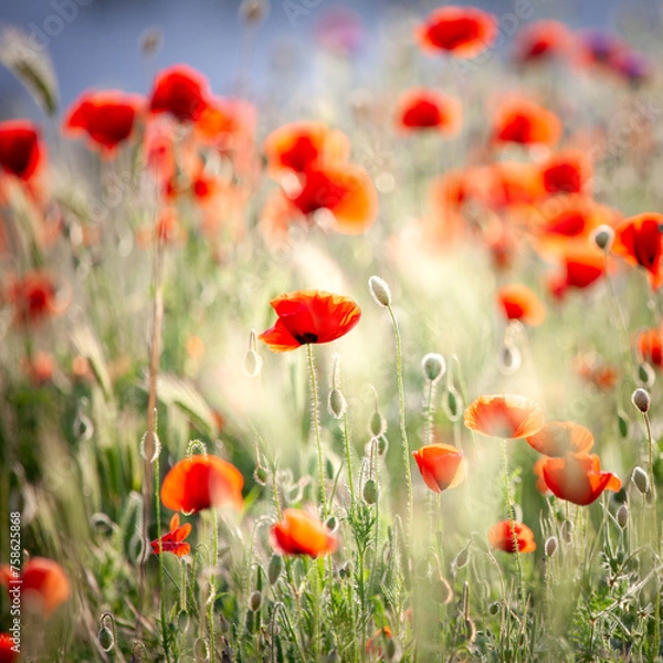 Obraz Red poppies