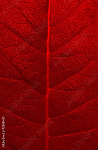 Obraz Red leaf texture.