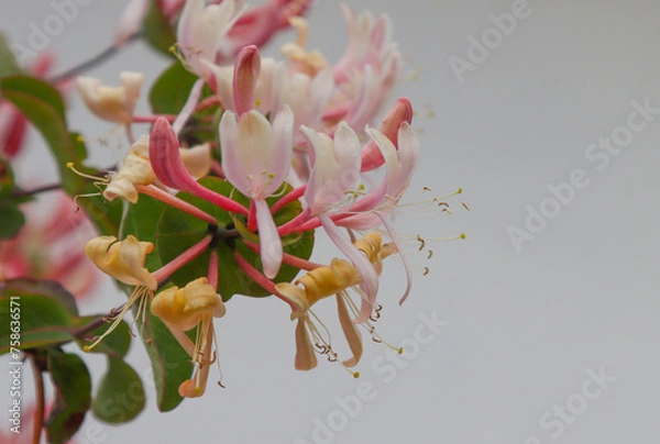 Fototapeta Climbing shrub, type species of the genus Honeysuckle, family Honeysuckle.