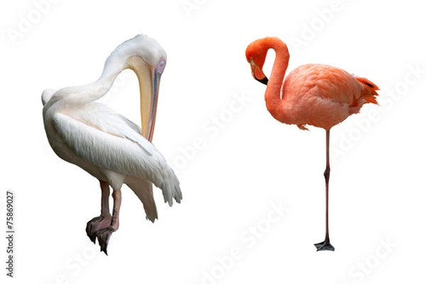 Obraz A Pelican and a Flamingo isolated on white