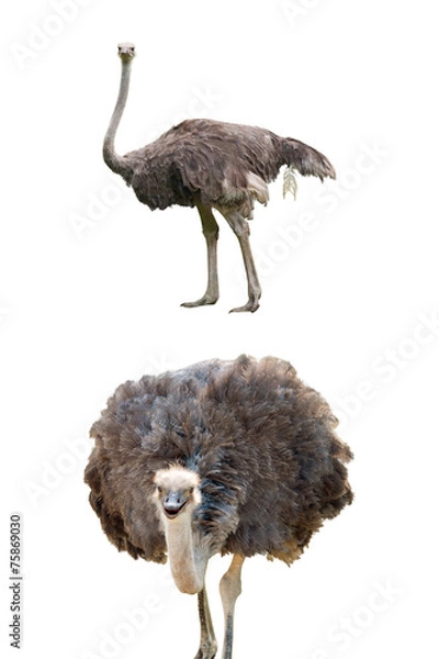 Obraz Ostriches isolated on white
