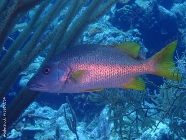 Obraz scuba diving underwater world 