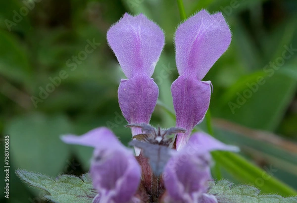 Fototapeta closeup of nettle flower with blurred green background