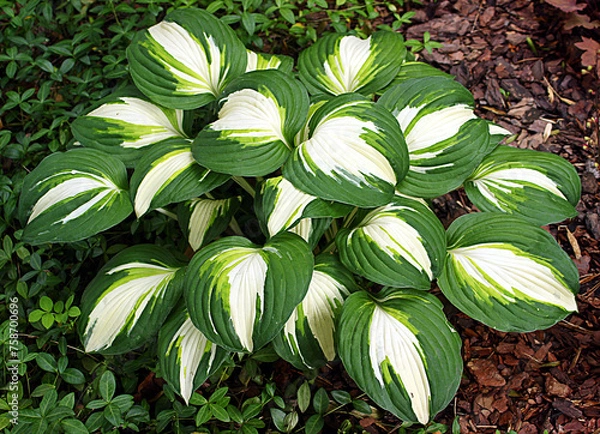 Fototapeta  Hosta (funkia) bylina o ozdobnych liściach, odmiana Enterprise