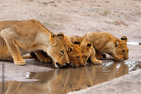 Fototapeta Lioness and cubs drinking