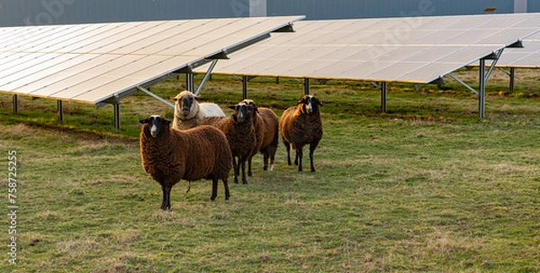 Fototapeta Agrivoltaic solar modules with sheep during sunset