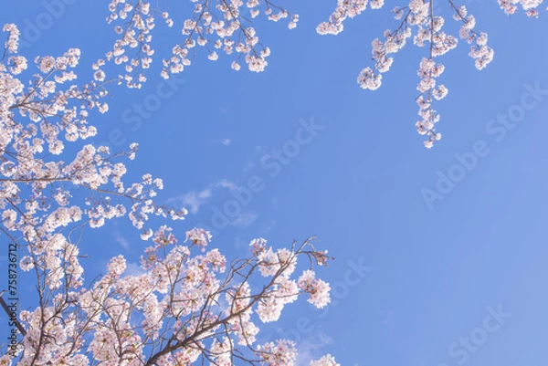 Fototapeta 桜の風景　日本を代表する美しい花　満開の桜