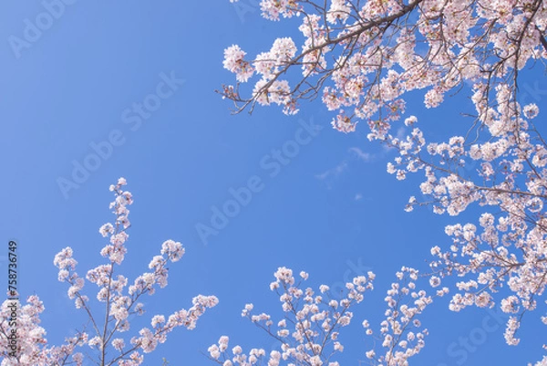 Fototapeta 桜の風景　日本を代表する美しい花　満開の桜