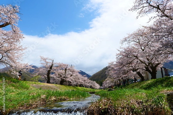 Obraz 観音寺川の桜並木。猪苗代、福島、日本。4月下旬。