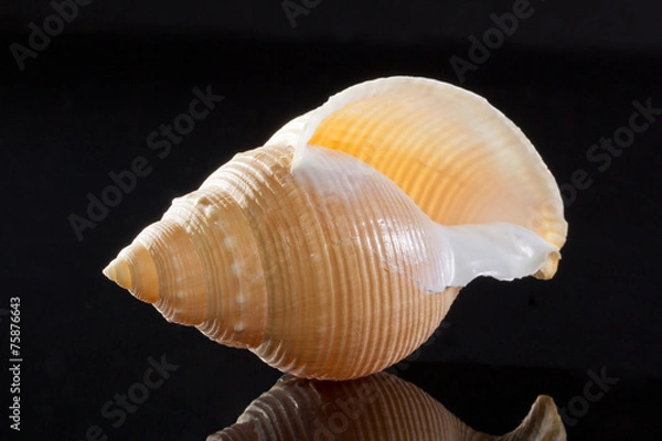 Fototapeta single seashell isolated on black background