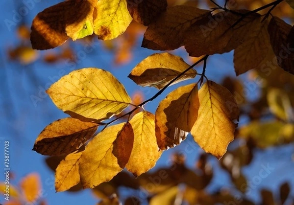 Fototapeta autumn in vitosha