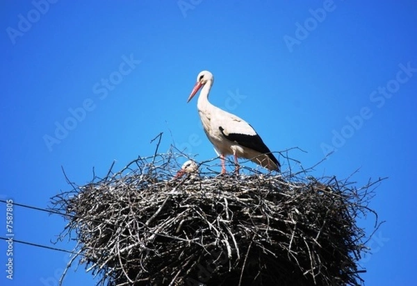 Obraz Waiting for babies