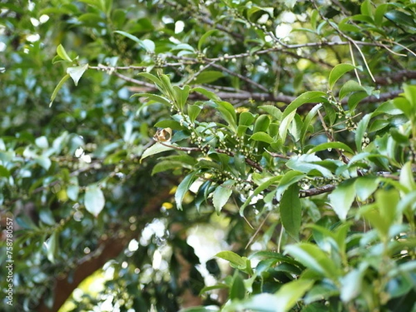 Fototapeta ヒサカキ