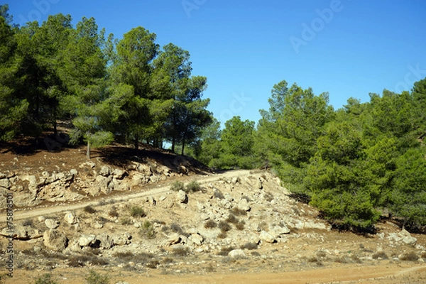 Obraz Road and pine trees