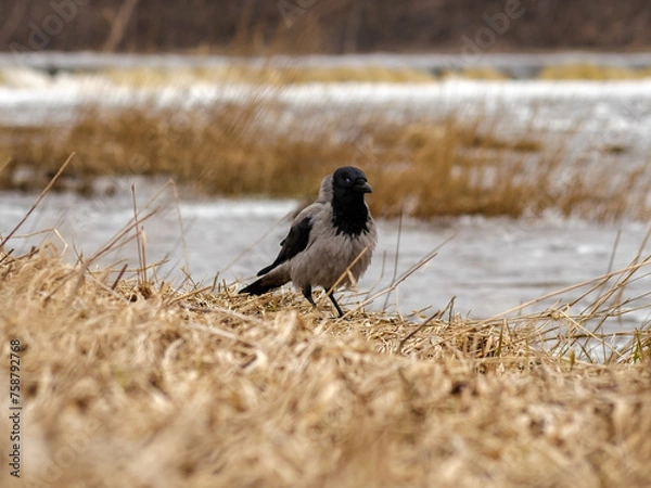 Fototapeta On the Banks of Venta: Witnessing the Gray Crow's Solitary Vigil