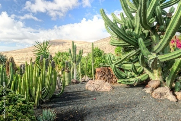 Obraz Jardin de cactus à Fuerteventura