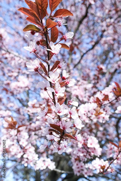 Fototapeta cherry blossom