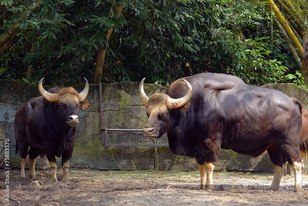 Fototapeta Indian gaur
