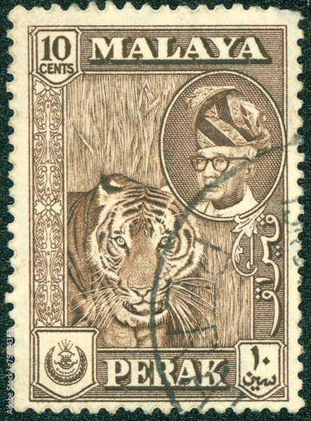 Fototapeta stamp printed in Malaya shows image of a tiger
