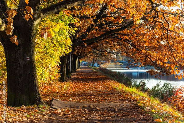 Fototapeta A couple in the background walking along the embankment around the Elbe river in Hradec Králové under the autumn colored leaves of the trees