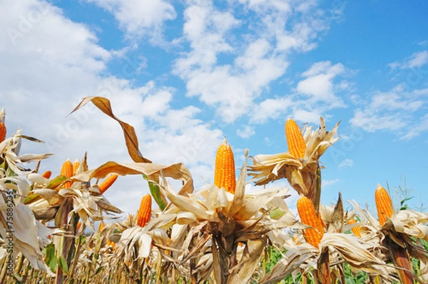 Obraz Ripe Corn against the sky