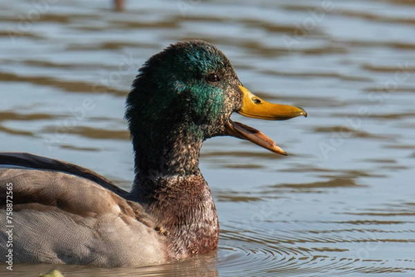 Fototapeta Mallard