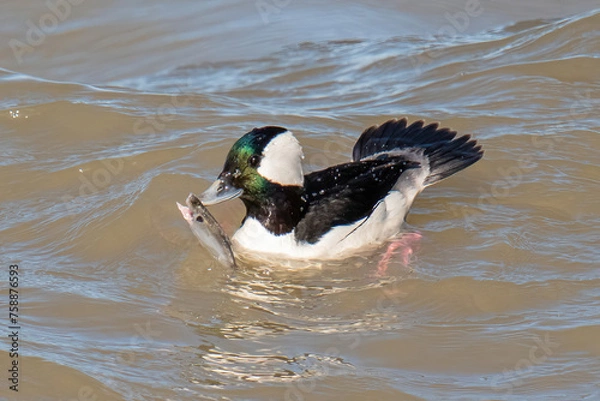 Fototapeta Bufflehead