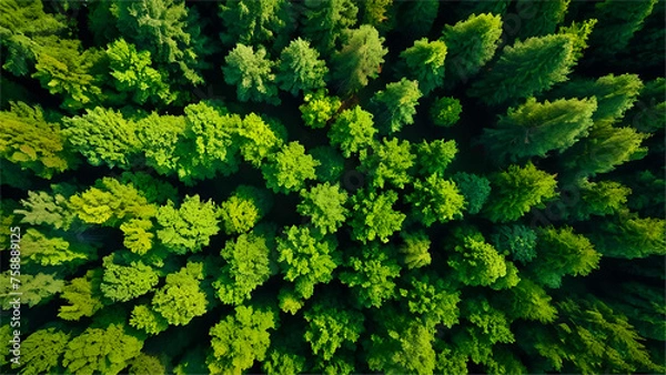 Fototapeta Aerial top view forest tree, Rainforest ecosystem and healthy environment concept for environment days 