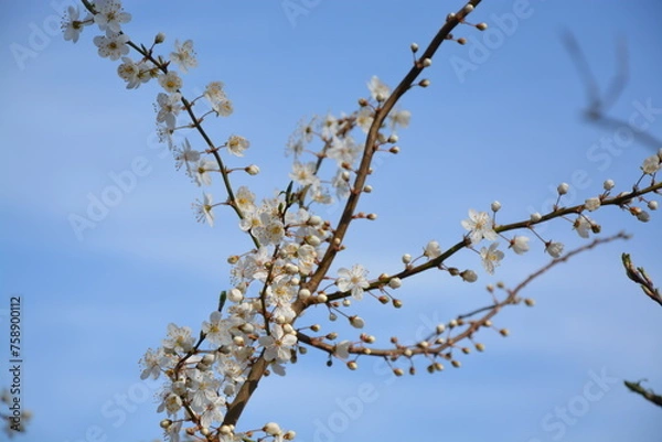 Fototapeta Blüte der Schlehe