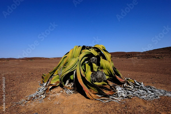 Obraz Welwitschia mirabilis