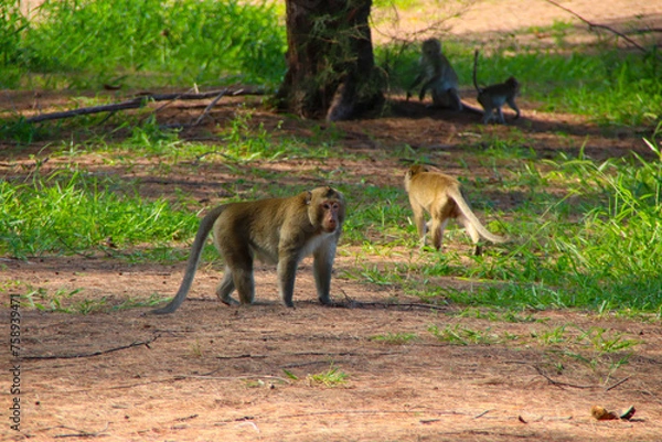 Obraz Monkeys walking through the grass