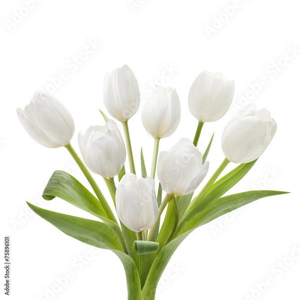 Obraz White Tulip Bouquet