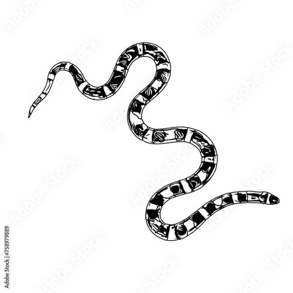 Fototapeta sketch of a snake with a transparent background