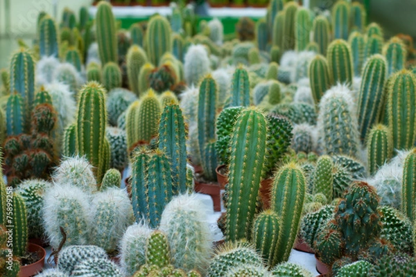 Obraz cacti different varieties