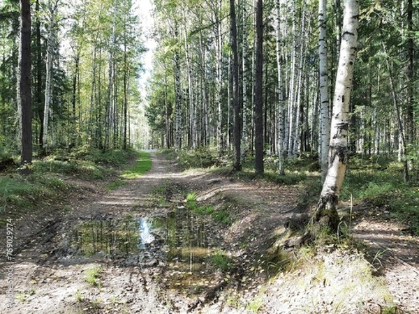 Fototapeta The road goes through the forest. Green trees are a sunny day. Mixed birch forest. Pine. Ate