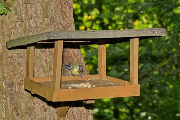 Obraz Bird feeder where the bird feeds.