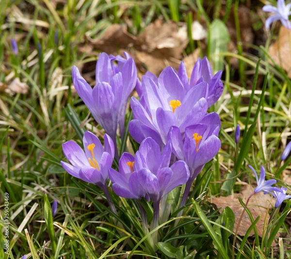 Obraz Purple crocuses in a meadow