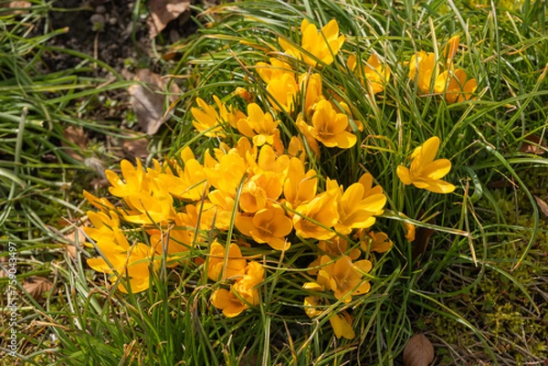 Obraz Yellow flowers in a meadow