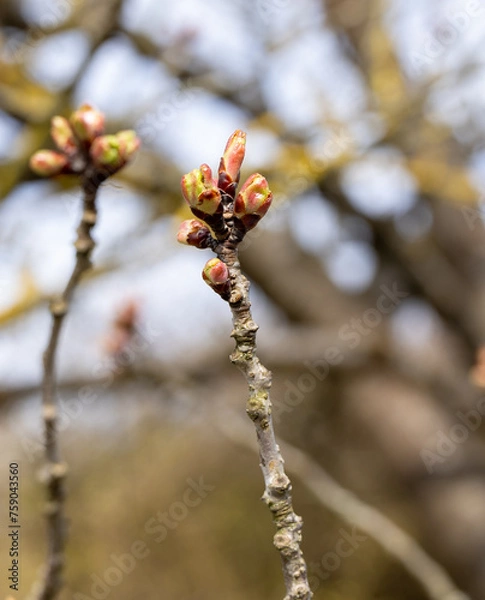 Obraz Leaf buds on a branch