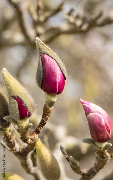 Obraz Magnolia blossom on a magnolia tree