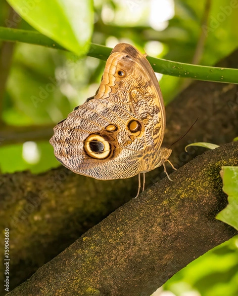 Obraz Common banana butterfly