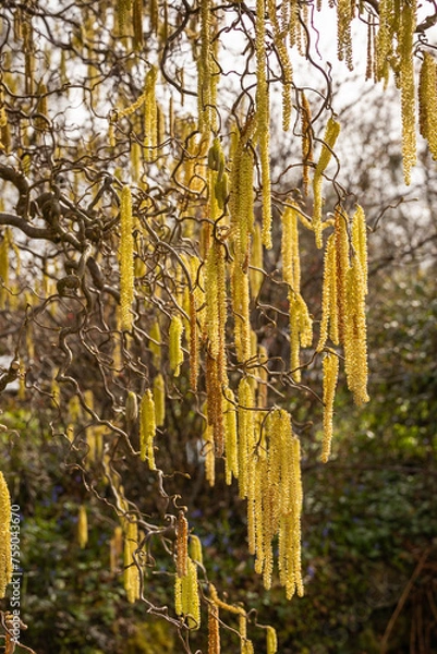 Obraz Inflorescence on a hazelnut bush