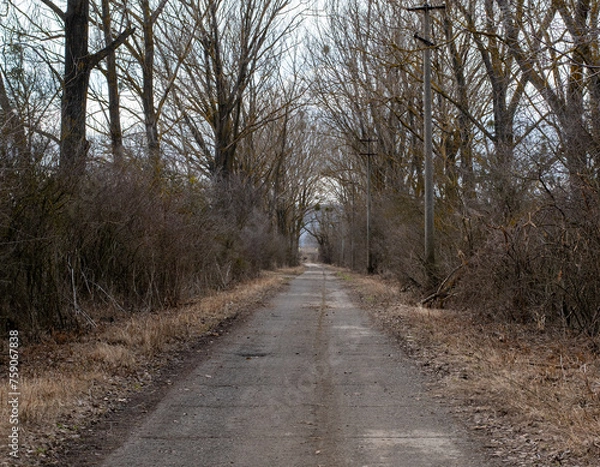 Obraz Ominous concrete path in the forest.