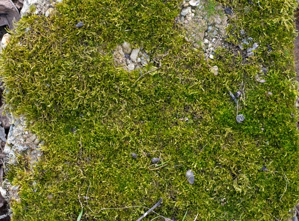 Obraz Moss, Mossy texture for graphic designs