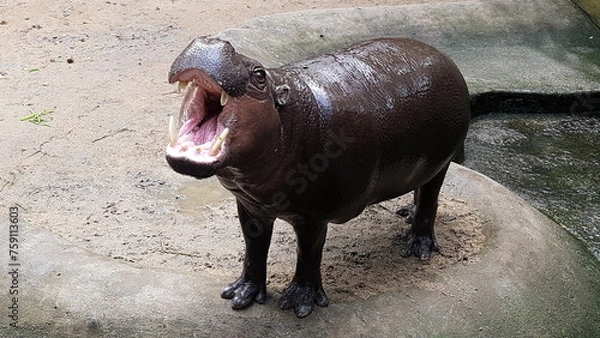 Fototapeta Funny mini hippopotamus in the open air