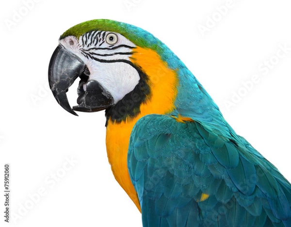 Obraz Blue and Gold Macaw
